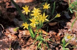 Krivec žltý (křivatec žlutý — Gagea lutea) z čeľade ľaliovitých (Liliaceae), jedna z obľúbených pokusných rastlín B. Němca. Foto O. Erdelská / © O. Erdelská