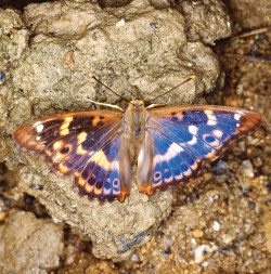 Samec batolce červeného (Apatura ilia), forma clytie. Foto L. Havel