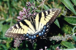 Žlutá forma samice otakárka Papilio glaucus, Maryland, USA. Motýl saje nektar na komuli (Buddleja sp.). Foto G. O. Krizek / © G. O. Krizek