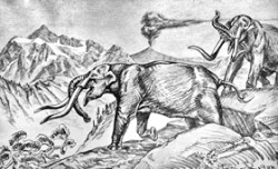 Rekonstrukce mastodonta C. hyodon. Podle: H. F. Osborn (1934) / © Orig. H. F. Osborn (1934)