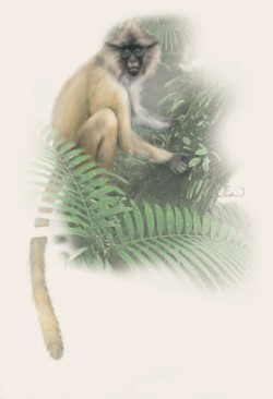 Paviánec kipunji (Rungwecebus kipunji) byl jako nový druh popsán v r. 2005. 
Orig. J. Sovák / © Orig. J. Sovák