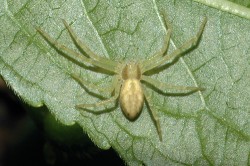 Listovník skvrnitý (Philodromus albidus) je proti dvěma ostatním druhům listovníků, l. obecnému  a l. zlatolesklému, nejméně agresivní vůči kořisti. Foto R. Macek