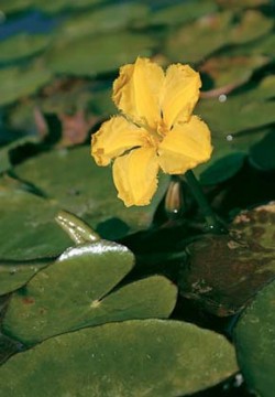 Květ plavínu štítnatého (Nymphoides peltata) bývá během dne opylen hmyzem, ve večerních hodinách odkvétá a potápí se. Foto M. Krátký / © M. Krátký