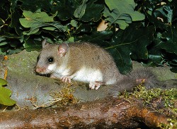 Plch velký (Glis glis) bývá přirovnáván k menší šedavé až šedohnědé  veverce. Foto M. Anděra