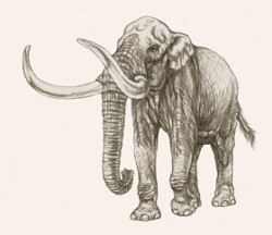 Rekonstrukce tzv. jižního slona Archidiskodon meridionalis. Zástupci tohoto rodu byli první představitelé pravých slonů z čel. Elephantidae, kteří se v závěru třetihor rozšířili z Afriky do Eurasie. Orig. P. Major / © P. Major