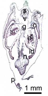 Frontální řez vedený v zadní části těla okružanky Sphaerium nucleus a protínající oba páry žaber (id, o), střevo (se zeleně zbarvenou masou natrávené potravy) v části procházející skrz srdeční komoru - ventriculus (v). Patrny jsou rovněž párové pohlavní žlázy - gonády (g). Foto T. Kořínková / © T. Kořínková