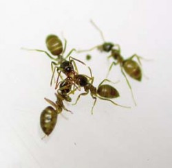 Mravenec Lasius neglectus šířící se ve městech. Foto J. L. Cortés / Foto J. L. Cortés