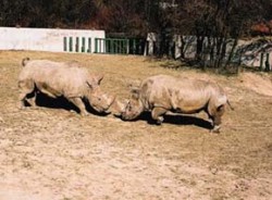 Jižní forma nosorožce tuponosého (Ceratotherium simum simum) v Zoo Bratislava. Defenzivní postoj samic (vlevo) - nahoru ohnutý ocas, ušní boltce většinou namířené dopředu, pootevřená tlama. Foto M. Krug / © Photo M. Krug