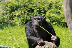 Šimpanzi (Pan troglodytes)  používají v přírodě různé typy nástrojů (listí, větve, klacky a kameny) k mnoha účelům. Dobře popsané je např. získávání termitů a mravenců z hnízd pomocí upravovaných větviček.  Podobné chování můžeme někdy  pozorovat i v umělém prostředí  zoologických zahrad. Zoo Ostrava.  Foto P. Vlček