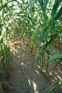 Vliv dopadu dlouhotrvajícího sucha na porost kukuřice seté (Zea mays) při rozdílné agrotechnice – konvenční způsob pěstování s minerálním hnojením. Foto Z. Kulhavý 