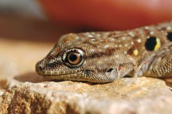 V Maroku endemický denní gekon Quedenfeldtia moerens. Antiatlas. Foto M. Velechovský