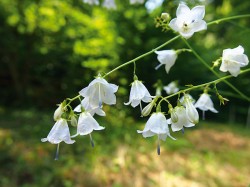 Zvonovec liliolistý (Adenophora liliifolia) má široce zvonkovité květy. Národní přírodní rezervace Karlštejn, Český kras. Foto R. Prausová