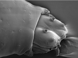 Larva severské octomilky Chymomyza costata pozorovaná elektronovým kryomikroskopem (FESEM JEOL 7401F) za teploty -135 °C. Obr. zachycuje teleskopicky vysunutý předek těla s ústními háčky zarývajícími se do podložky. Larvy dokáží přežít i toto pozorování elektronovým mikroskopem! Snímky: J. Nebesářová, J. Vaněček a V. Košťál
