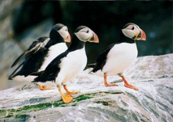 Papuchalk ploskozobý (Fratercula arctica). Severní pobřeží. Foto Z. Hubálek / © Z. Hubálek