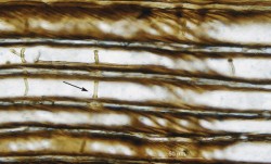 Houbové hyfy  na výbrusu kmene  jehličnanu  Taxodioxylon taxodii  ze spodního miocénu (stáří 20 milionů let).  Zuhelnatělý kmen  byl nalezen  v Mostecké pánvi Jakubem Sakalou z Přírodovědecké  fakulty Univerzity Karlovy. Foto O. Koukol