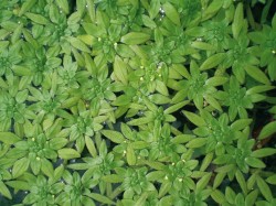 Hvězdoše (Callitriche) jsou známy pozoruhodnou diverzitou reprodukčních systémů –  jde o jediný rostlinný rod na světě, jehož  zástupci se dokáží  opylovat na vzduchu, na vodní hladině i pod vodou. Na snímku  hvězdoš mnohotvarý  (C. cophocarpa).  V paždí listů plovoucích růžic jsou dobře patrné tyčinky vynořené  nad hladinu. U tohoto druhu pozorujeme  jakýsi přechod  k dvoudomosti – samčí a samičí květy jsou  většinou odděleny na samostatných  lodyhách. Foto J. Prančl
