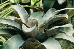 Nejkrásnější, avšak nepojmenovaná bromeliovitá rostlina (čeleď Bromelia­ceae) ve sbírce Botanické zahrady v Rio de Janeiru, snad druh Neoregelia carcharodon, udávaný z tropického deštného lesa v blízkém okolí města. Pochybnost o druhové příslušnosti však vyvolávala velká podobnost s nedávno popsaným druhem Hohenbergia burle-marxii,  snadno odlišitelným jen podle tvaru květenství, jež nebylo k dispozici. Foto M. Studnička