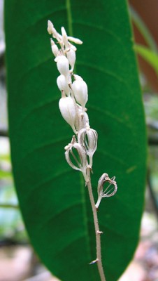 Wullschlaegelia aphylla je tropická orchidej mykorhizní se saprotrofními houbami. Kvete v období sucha. Foto M.-A. Selosse 