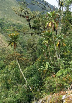 Stromovitý druh Espeletiopsis insignis (čeleď hvězdnicovitých – Asteraceae) rostoucí v horském lese nápadně vybočuje z podoby většiny zástupců rodu. Foto Filip Kolář