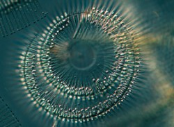 Spirálně stočená kolonie běžné planktonní rozsivky Fragilaria crotonensis. Nádrž Lipno, červenec. Foto P. Znachor / © P. Znachor