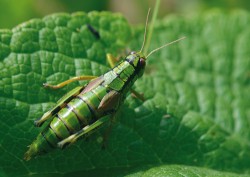 Saranče horská (Miramella alpina, rovnokřídlí – Orthoptera),  samice. Jde o vzhledově nezaměnitelný světle zelený druh s podélnými černými pruhy na štítu. Zadeček má tmavě skvrnitý, krytky  (první pár křídel) světle hnědé. Zadní stehna jsou černě skvrnitá, s výrazným červeným lemem na spodní straně. Foto K. Kuřavová