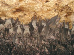 Kolonie kaloně egyptského (Rousettus aegyptiacus) v jeskyni ugandské rezervace Maramagambo 
Foto V. Patrovská-Vernerová / © Photo Patrovská-Vernerová V.