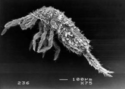 Modře zbarvený chvostoskok Lepidocyrtus cyaneus žije v raných sukcesních stadiích na povrchu haldového substrátu s tenkou vrstvičkou humusu. Foto J. Rusek / © J. Rusek