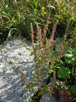 Drobná, přesto vysoce plodná rostlina ambrozie peřenolisté (Ambrosia artemisiifolia). Foto H. Skálová