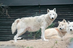 Alfa samice vlka arktického (Canis lupus arctos) v Zoologické zahradě Brno. Foto D. Malíková