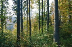 Snahou pracovníků Správy KRNAP  je nepravidelnou clonnou sečí postupně vytvářet víceetážové lesní porosty  s druhovou skladbou blízkou přirozené skladbě. Od r. 2002 byly v lesích Krkonoš vyloučeny holé seče a důsledně  se uplatňuje jednotlivý výběr. Klest se uklízí pouze výjimečně. Foto O. Schwarz