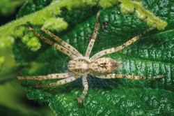 Samice šplhalky keřové (Anyphaena accentuata) ve svém nedbale postaveném pavučinovém úkrytu. Patrná je tmavá čtyřdílná skvrna na hřbetě zadečku.  Foto R. Šich