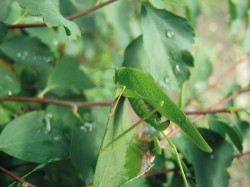Kladélko kobylky malé (Phaneroptera nana) má tvar typický pro druhy, které zasunují zploštělá vajíčka  do živých rostlinných orgánů nebo do štěrbin v kůře. Foto P. Pecina