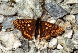 Hnědásek zimolezový (Euphydryas intermedia wolfensbergeri). Argentiére, francouzské Alpy, červen 2015. Foto G. O. Krizek