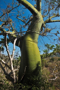 Zelená fotosyntetizující borka vlnovce Ceiba trischistandra v období sucha výrazně kontrastuje s okol­ními opadavými dřevinami v ekosystému tropického suchého lesa na pobřeží Ekvádoru a severního Peru. Tento druh je endemický právě pro oblast západního Ekvádoru a severního Peru, kde byly suché lesy zredukovány na malé procento původní rozlohy. Vlnovce jako takové ale ohroženy nejsou, jejich nekvalitní dřevo a nejspíš i vzhled je chrání před vykácením. Pro mnohé jiné dřeviny suchých lesů s kvalitním dřevem to však neplatí – staly se velmi ohroženými, stejně jako fauna těchto unikátních lesů, která trpí značnou fragmentací stanoviště. Foto J. Korba