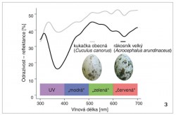 Výstupem měření spektrometrem je křivka odrazivosti neboli reflektance.  Na obr. vidíme křivky reflektance podkladové barvy vejce kukačky obecné (Cuculus canorus, šedě) a rákosníka  velkého (Acrocephalus arundinaceus, černě). Všimněme si, že vejce obou  druhů poměrně výrazně odrážejí i UV záření (300–400 nm), které je pro člověka  neviditelné. Orig. M. Šulc a M. Honza