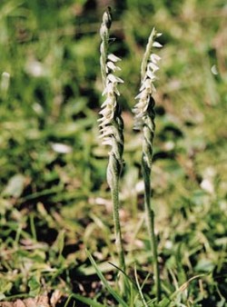 Kvetoucí exempláře švihlíku krutiklasu (Spiranthes spiralis) v Národní přírodní památce Pastviště u Fínů (1998). Foto I. Svoboda / © Photo I. Svoboda