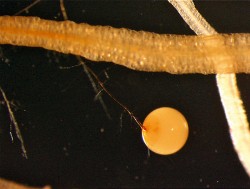 Spora druhu Gigaspora margarita vyrůstající z tenkého mycelia. Jsou vidět též kořeny hostitele (mrkve). Foto J. Jansa