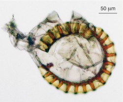 Prázdná leptosporangiátní výtrusnice puchýřníku křehkého (Cystopteris fragilis) – jednovrstevná, pocházející z jedné buňky, s jasně patrným prstencem (annulus). Foto J. Ptáček