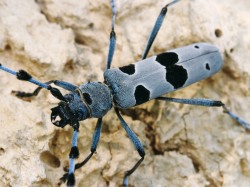 Tesařík alpský (Rosalia alpina). Foto P. Krásenský