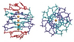 Bimolekulární kvadruplex d(G4T4G4)2 tvořený telomerní sekvencí nálevníka Oxytricha nova. Guaniny z jednotlivých molekul jsou barevně rozlišeny pomocí světle a tmavě modré barvy. Thyminy, které tvoří diagonální smyčky, jsou označeny červeně. Draselné ionty v centrálním kanálu jsou oranžově. Vlevo pohled zepředu, vpravo pohled shora (pro přehlednost jsou odstraněny smyčky). Orig. N. Špačková / © Foto N. Špačková