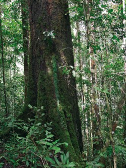 Stromy čeledi dvojkřídláčovitých (Dipterocarpaceae) tvoří dominanty druhově pestrých tropických lesů na Borneu. Mohutné kmeny dosahují v průměru přes 1 m, nejvyšší stromy mají přes 50 m. Na Borneu je známo téměř 260 zástupců čeledi dvojkřídláčovitých, poměrně dobře prozkoumaných z hlediska morfologie, životních strategií a rozšíření. V korunách stromů však najdeme množství epifytů a lián, bohatý je i podrost tropického lesa, včetně dosud vědecky nepopsaných druhů. Foto M. Dančák