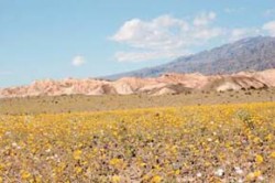 Louka v Údolí smrti s dominujícími druhy žlutě kvetoucí Geraea canescens ("Desert gold") a bělokvětým Monoptilon bellioides z čel. hvězdnicovitých (Asteraceae). Foto O. Fencl / © O. Fencl