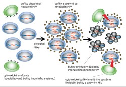 Strategie zničení latentního  rezervoáru HIV nazývaná anglicky shock and kill, nebo také kick and kill.  V těle HIV pozitivního pacienta se nachází velké množství buněk, které obsahují neaktivní (latentní) kopie tohoto viru. Nejsou imunitním systémem rozpoznávány a v organismu přetrvávají mnoho let. Působením některých specifických látek lze latentní virus aktivovat. Po aktivaci vede intenzivní množení viru často ke smrti hostitelské buňky nebo je buňka rozpoznána imunitním systémem  jako infikovaná a následně zničena.  Tato aktivace viru se provádí v přítomnosti antiretrovirotik, které brání  infekci dalších buněk nově vzniklými virovými partikulemi. Orig. F. Šenigl