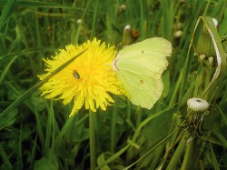 Žluťásek řešetlákový (Gonepteryx rhamni) jako jeden z opylovačů rostlin. Foto P. Pecháček