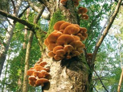 Václavka severská (Armillaria borealis) roste často na stojícím kmeni, někdy i dosti vysoko. Je naší nejméně známou prstenatou václavkou, rozlišovanou teprve v posledních letech. Přitom nepatří, zejména ve středních a vyšších polohách, mezi vzácné druhy. Švédsko, Uppsala, 25. 8. 2008.  Foto M. Tomšovský / © Photo M. Tomšovský