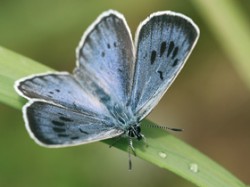 Samec modráska černoskvrnného (P. arion), Halenkov, červenec 2009. Foto M. Vojtíšek