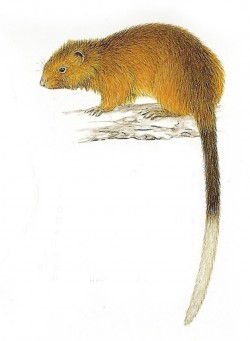 Velemyš dinagatská, dříve krysa dinagatská (Crateromys australis). Vyobra­zení na základě nálezu jedince v r. 1975. Orig. W. Oliver, se svolením autora
