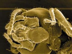 Pohled na spodní stranu hlavy a přední nohu termita Prorhinotermes simplex. Foto F. Weyda / © Photo F. Weyda