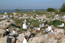 Hnízdní kolonie menších druhů  ptáků, jako je racek chechtavý (Chroicocephalus ridibundus), mohou být  ohrožovány hnízdní konkurencí, někdy i přímou predací tzv. velkými druhy  racků z druhového komplexu racka stříbřitého (Larus argentatus). Foto J. Svetlík