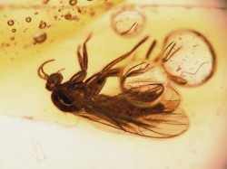 V okolí fosilie v jantaru se často nacházejí objekty jako např. rostlinný detrit a části jiných biologických objektů (zde vzduchové bubliny), které znesnadňují pořízení dobré makrofotografie. Na snímku zástupce dvoukřídlého hmyzu (Diptera, podřád Nematocera) z čeledi smutnicovití (Sciaridae). Foto F. Weyda
